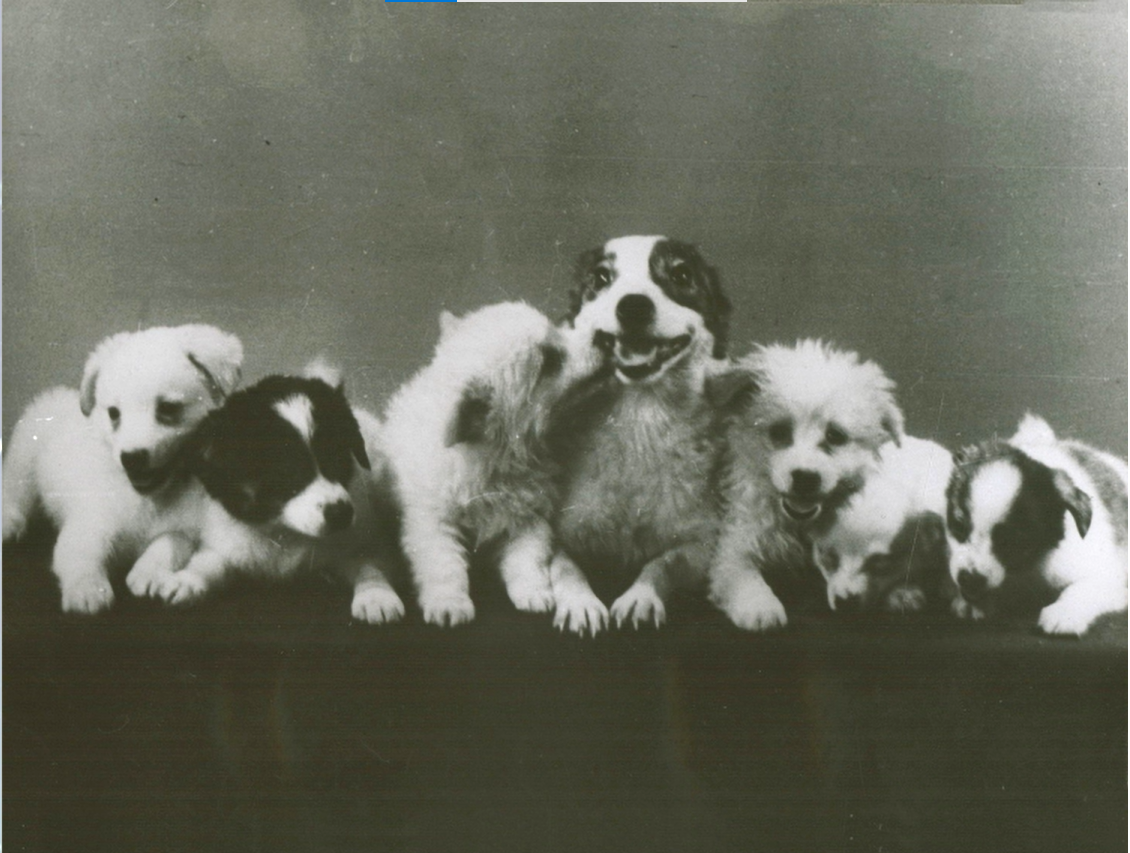 Стрелка со щенками после космического полёта